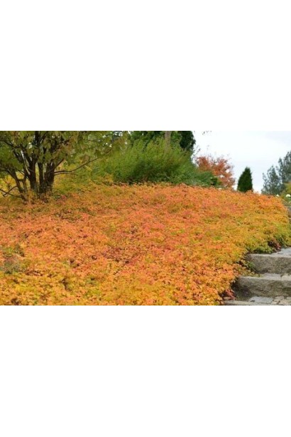 Стефанандра Кріспа – ідеальна для ґрунтопокривних композицій.